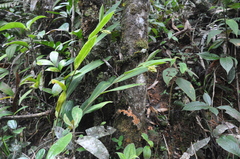 Renealmia heleniae