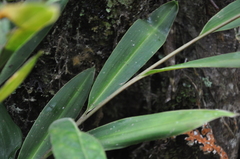 Renealmia heleniae