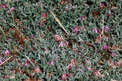 Trifolium andersonii