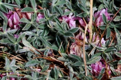 Trifolium andersonii