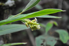 Renealmia heleniae