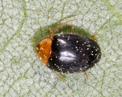 Sacodes thoracica