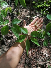 Handroanthus impetiginosus