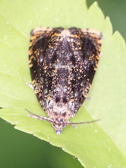 Olethreutes albiciliana