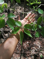 Handroanthus impetiginosus