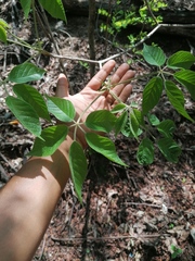 Handroanthus impetiginosus