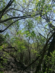 Handroanthus impetiginosus