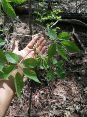 Handroanthus impetiginosus