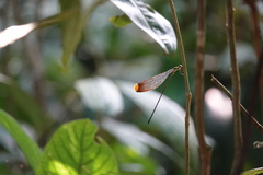 Mecistogaster ornata