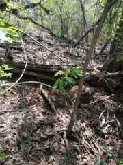 Handroanthus impetiginosus