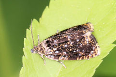 Olethreutes albiciliana