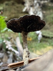 Sanguinoderma