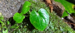 Piper umbellatum