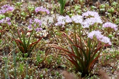 Allium lemmonii