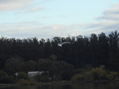 Chroicocephalus maculipennis