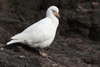 Snowy Sheathbill - Photo (c) Guillermo Menéndez, some rights reserved (CC BY-NC), uploaded by Guillermo Menéndez