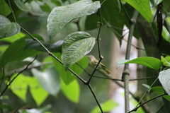 Pachysylvia aurantiifrons