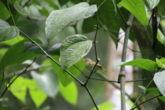 Pachysylvia aurantiifrons