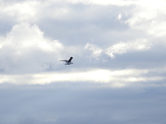 Chroicocephalus maculipennis