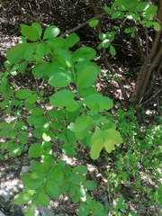 Achatocarpus oaxacanus