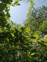 Achatocarpus oaxacanus