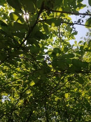 Achatocarpus oaxacanus