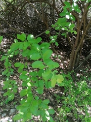 Achatocarpus oaxacanus