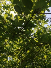 Achatocarpus oaxacanus