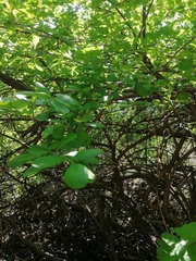 Achatocarpus oaxacanus