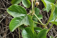 Passiflora peduncularis