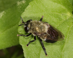 Microdon megalogaster