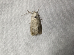 Catabena lineolata