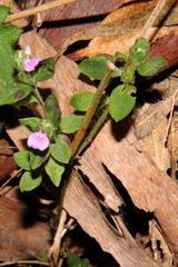 Rostellularia obtusa