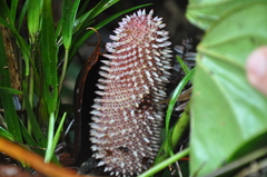 Anthurium kamemotoanum