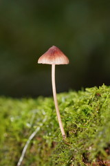 Mycena kuurkacea