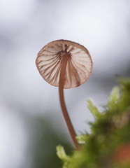 Mycena kuurkacea