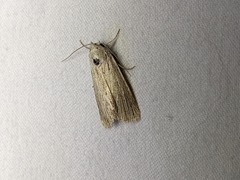 Catabena lineolata