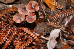Mycena vinacea