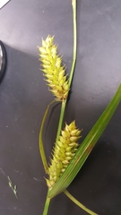 Carex vesicaria