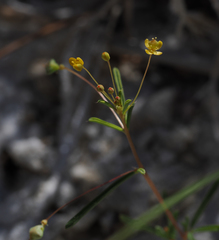 Cleomella parviflora