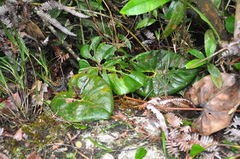 Anthurium kamemotoanum