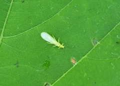 Alloperlini