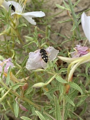 Acmaeodera diffusa