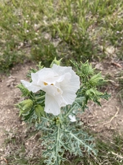 Argemone polyanthemos