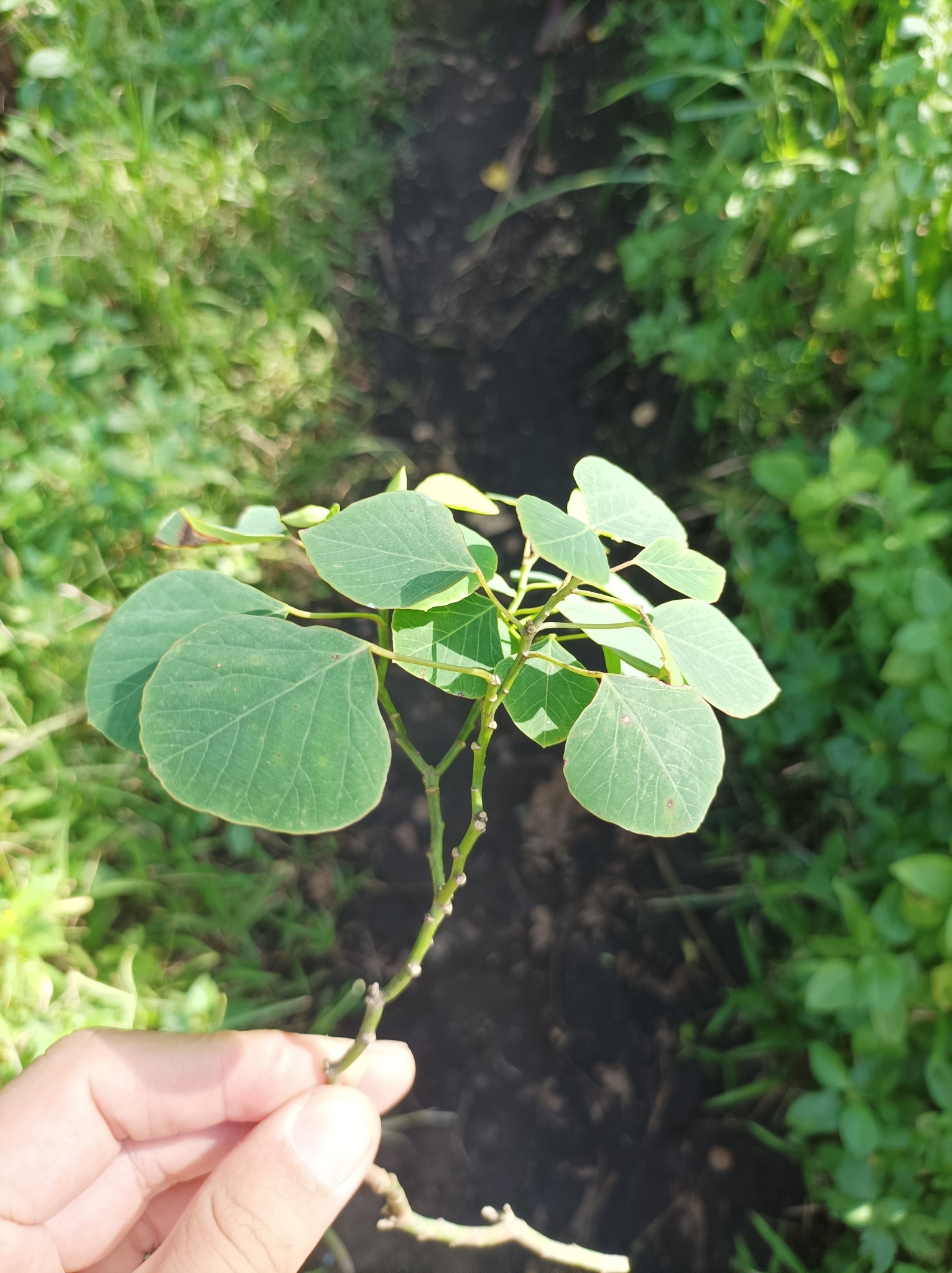 Homalanthus ebracteatua