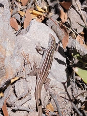 Aspidoscelis sonorae