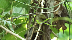 Poecilotriccus latirostris