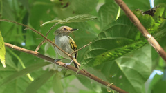Poecilotriccus latirostris