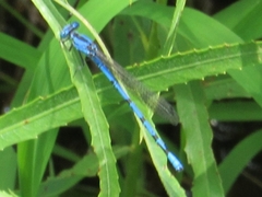 Argia nahuana