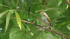 Poecilotriccus latirostris